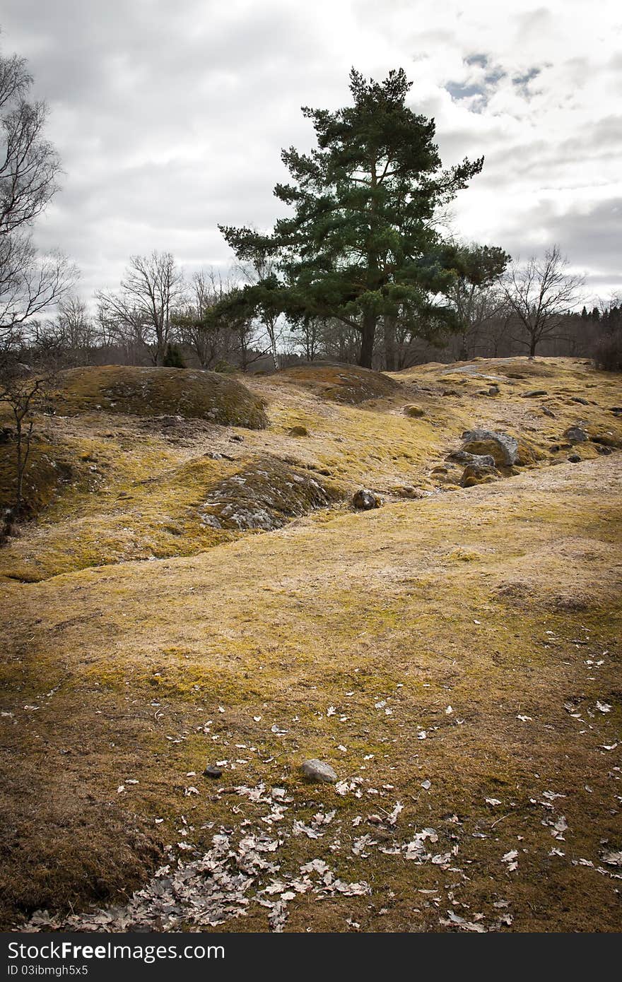 A lonely tree on a field in Sweden. A lonely tree on a field in Sweden