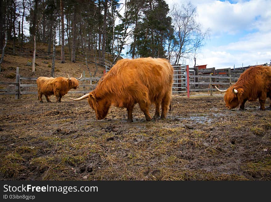 Long horned cows on a farm in Sweden. Long horned cows on a farm in Sweden