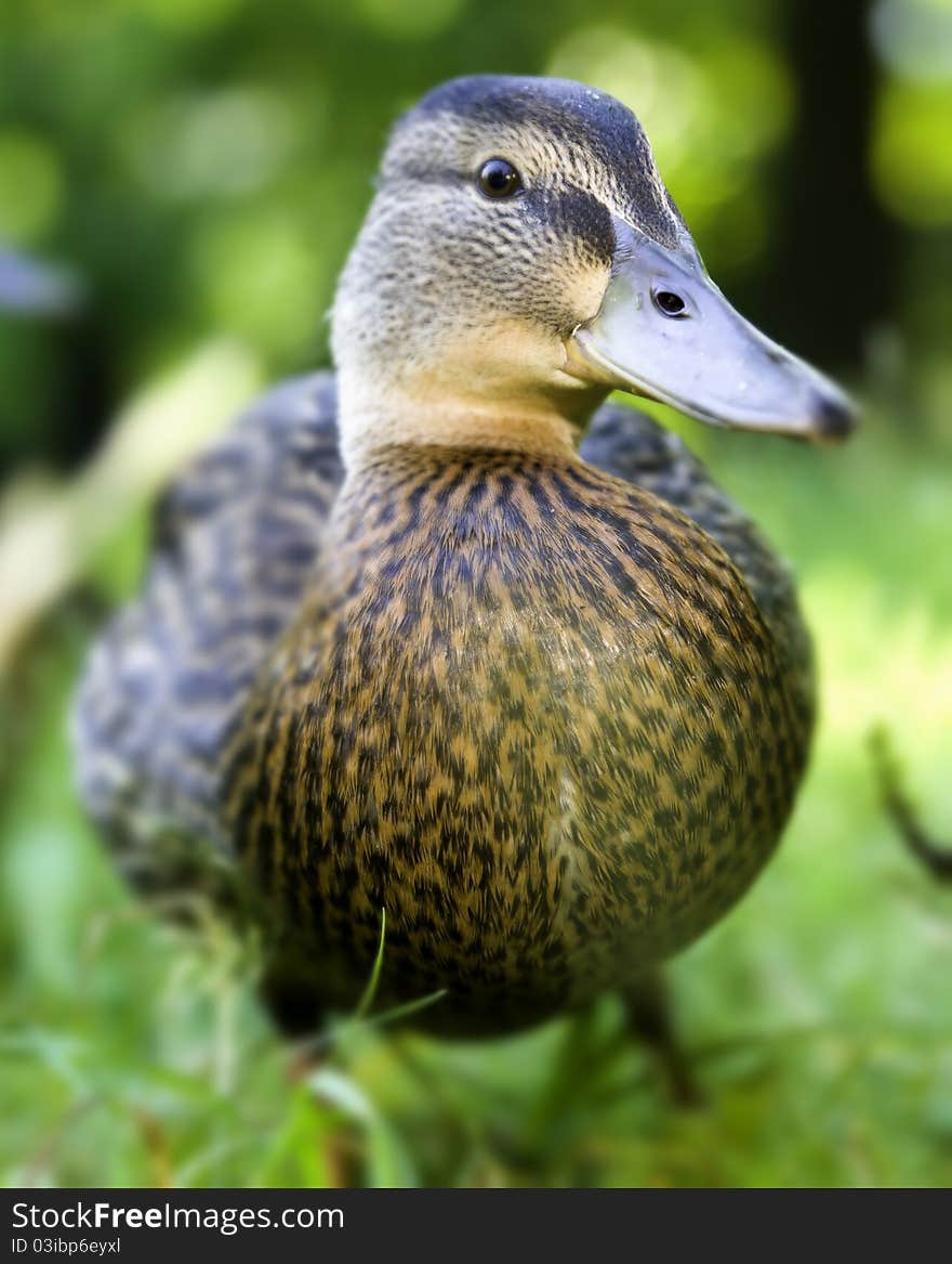 Cute duckling