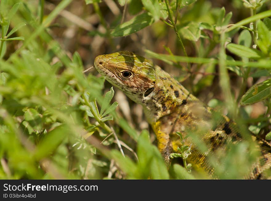 Sand lizard