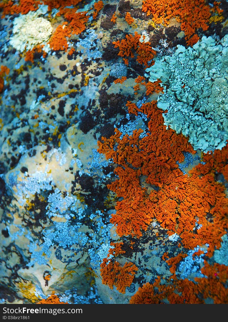 Close up of a lichen covered rock near Flathead Lake in Montana. Close up of a lichen covered rock near Flathead Lake in Montana.