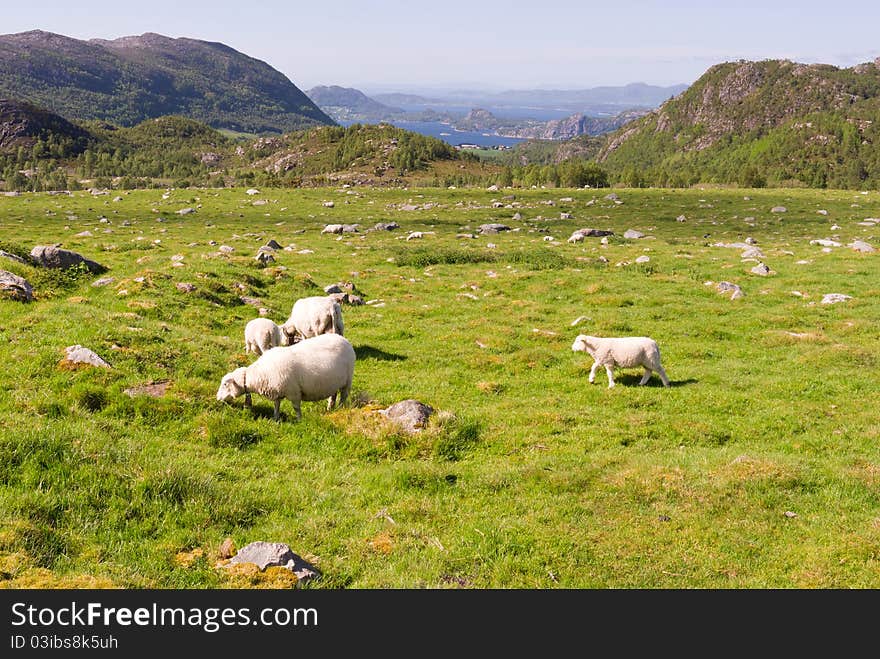 Meadows with sea in the background