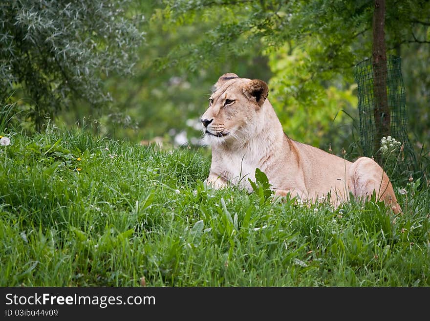 Barbary Lion (Panthera leo leo) sitting on the grass. Barbary Lion (Panthera leo leo) sitting on the grass