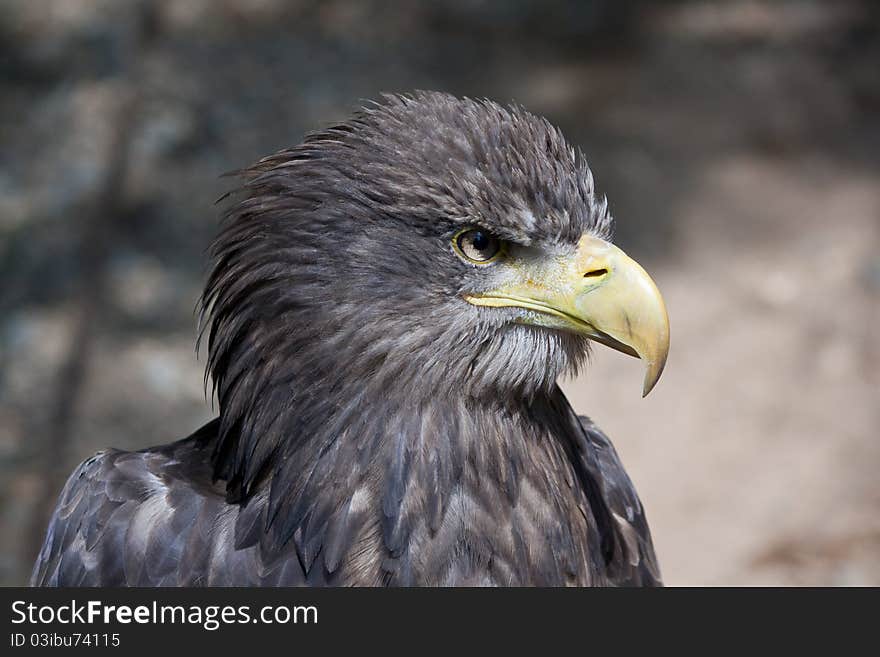 Detail of Sea eagle (Haliaeetus albicilla)