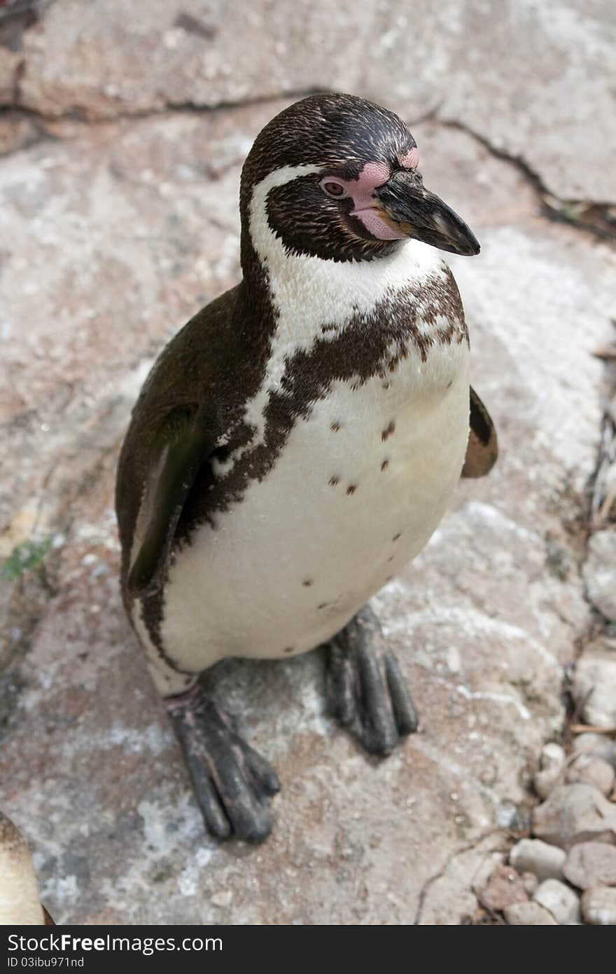 Humboldt Penguin