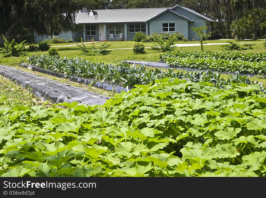 Vegetable farm