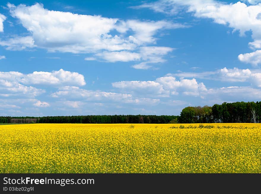 Plantation of flowering rapeseed, surrounded by forest. Plantation of flowering rapeseed, surrounded by forest