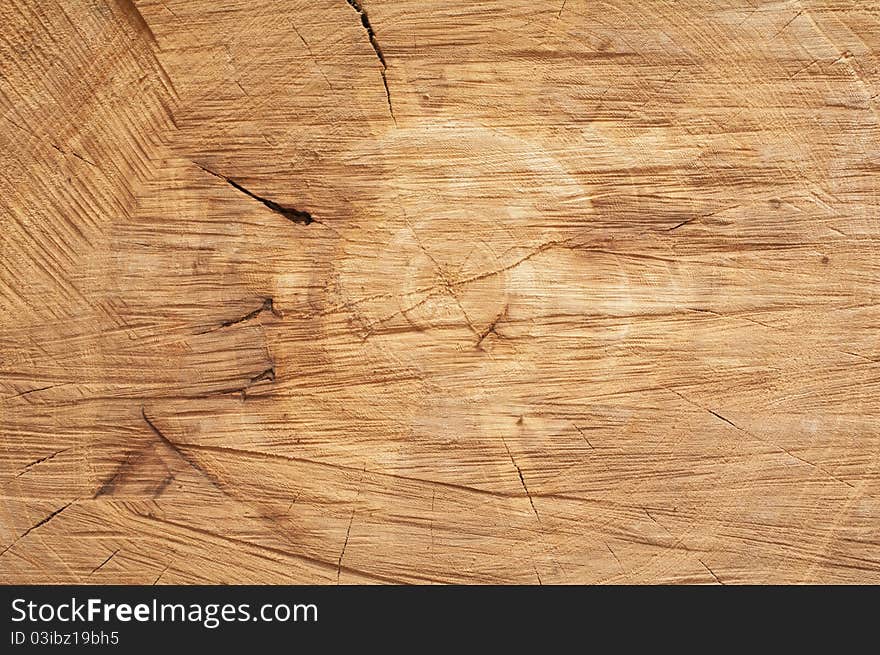 The stump of an old tree felled. The stump of an old tree felled