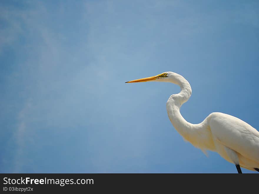 Snowy White Egret against a Blue Sky