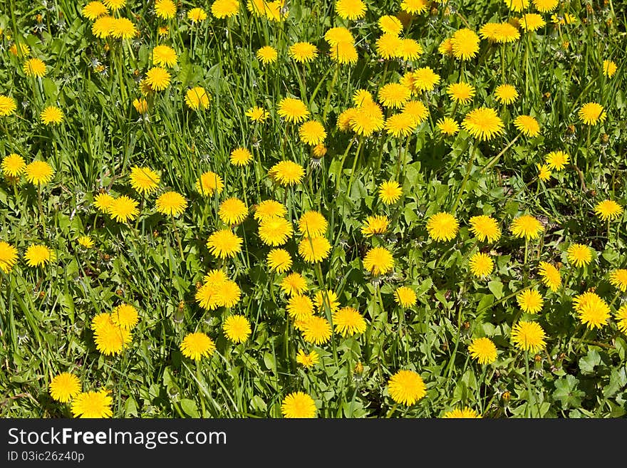 Dandelions On A Meadow