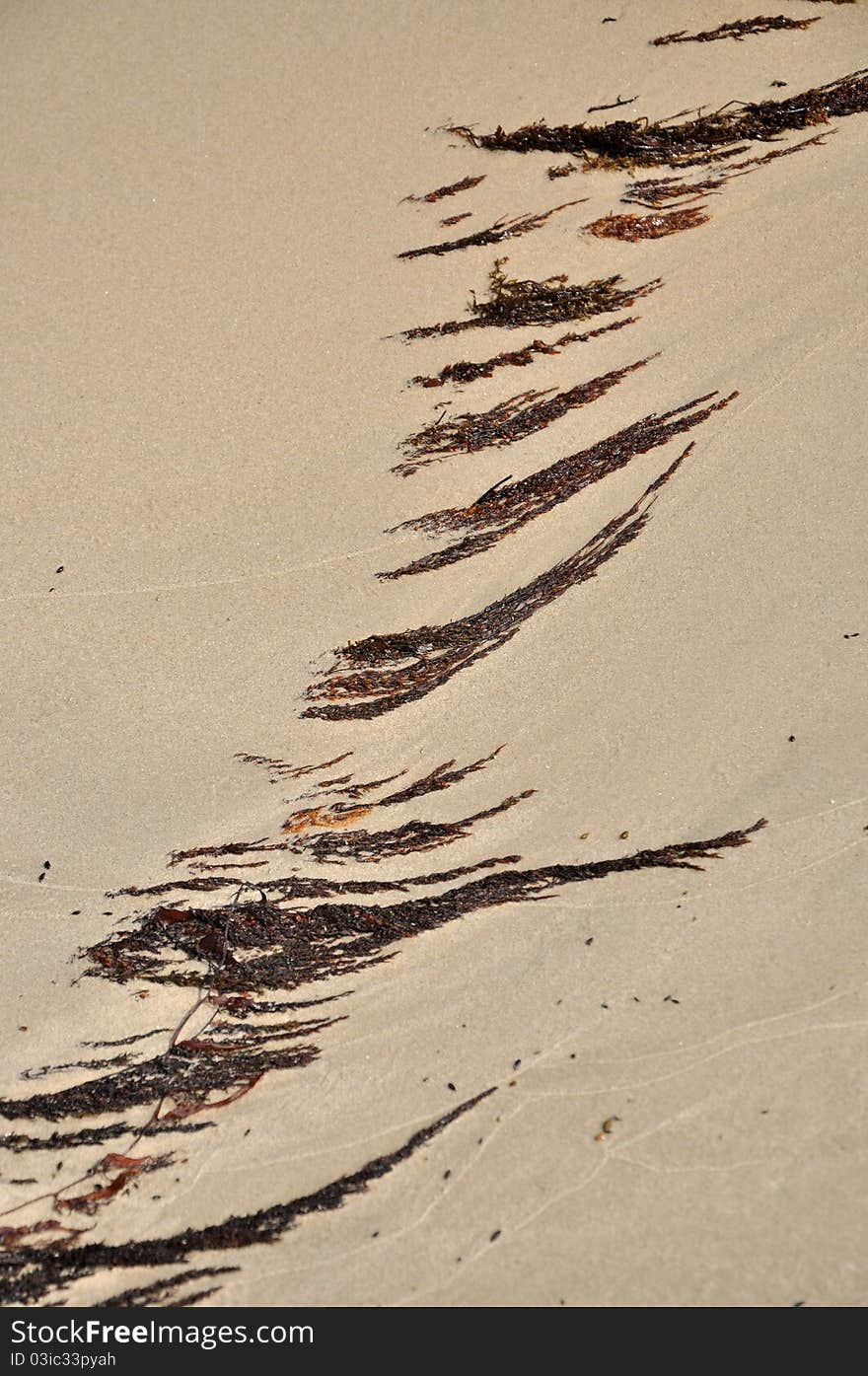 Pattern formed by seaweed on sand, shown as art of nature and enjoy holiday by sea shore.