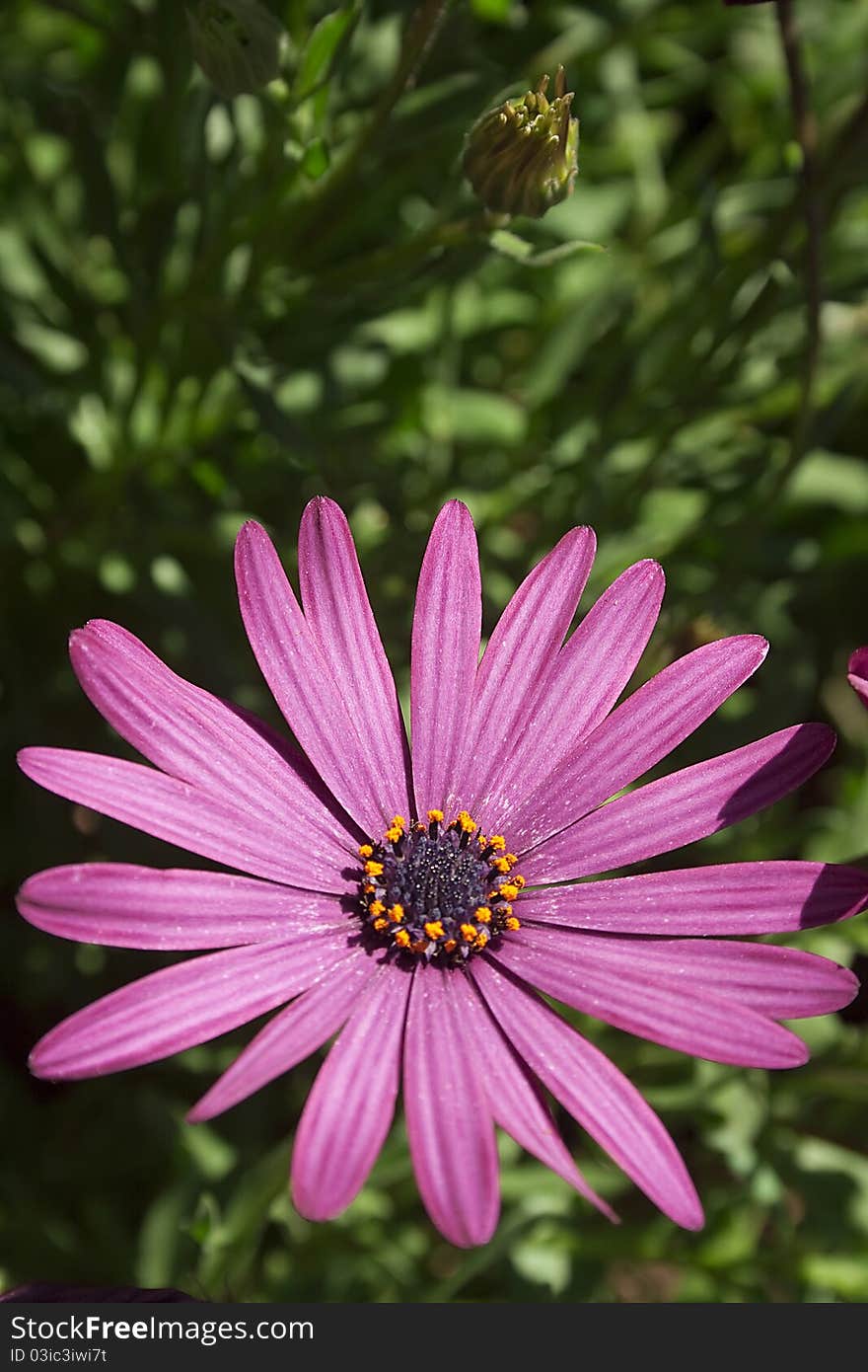 Purple Flower