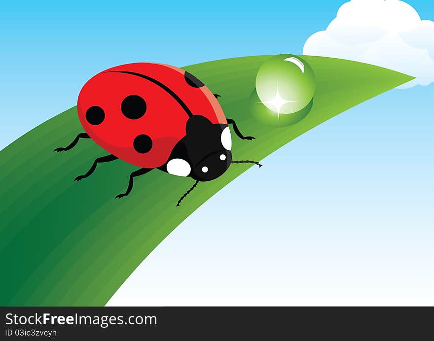 Red ladybug sits on a leaf