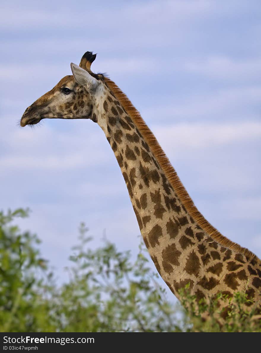 A Giraffe Profile taken in South Africa