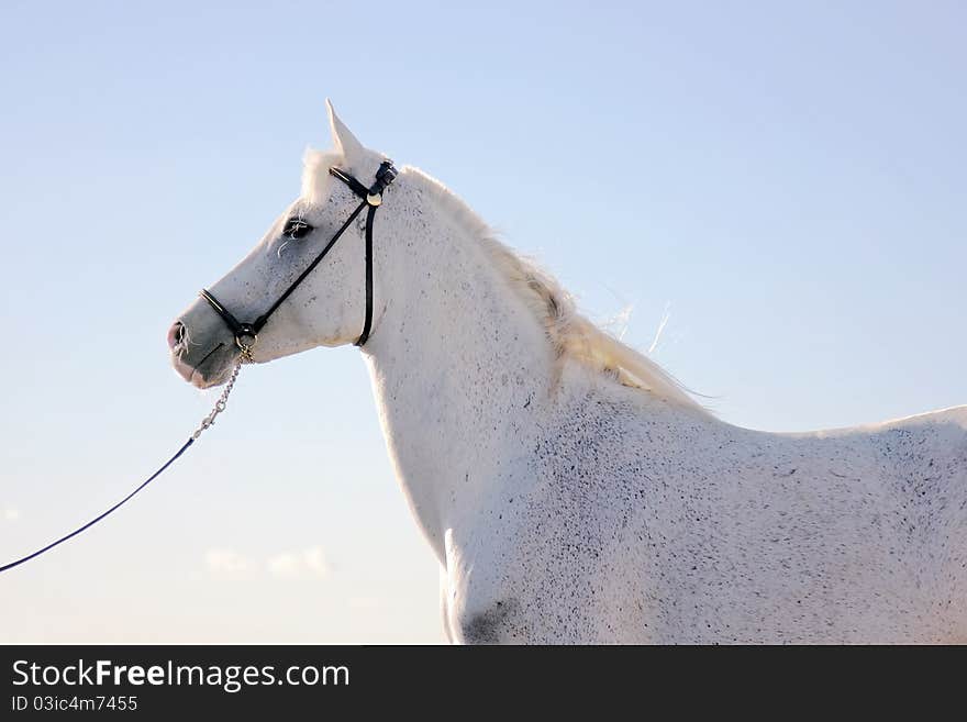 The Arabian horse against the blue sky