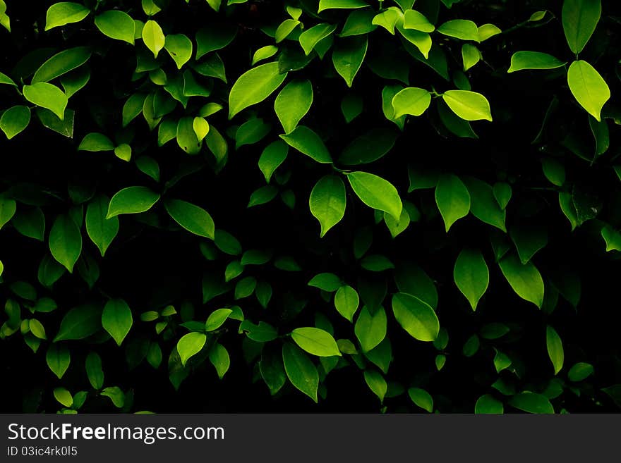 Green leaves background