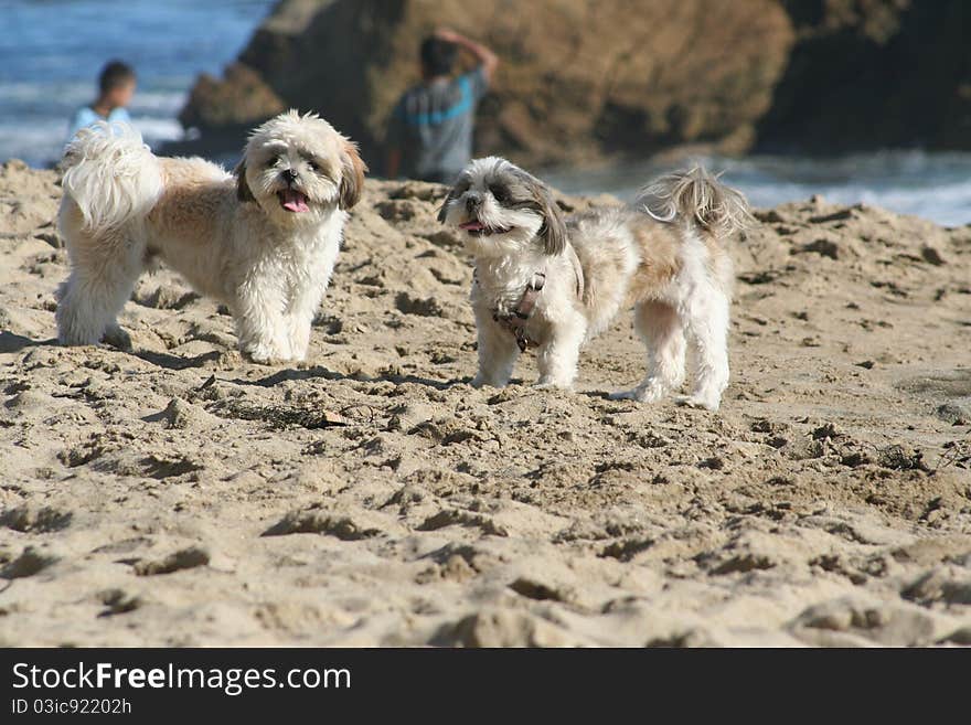 Dogs on Beach