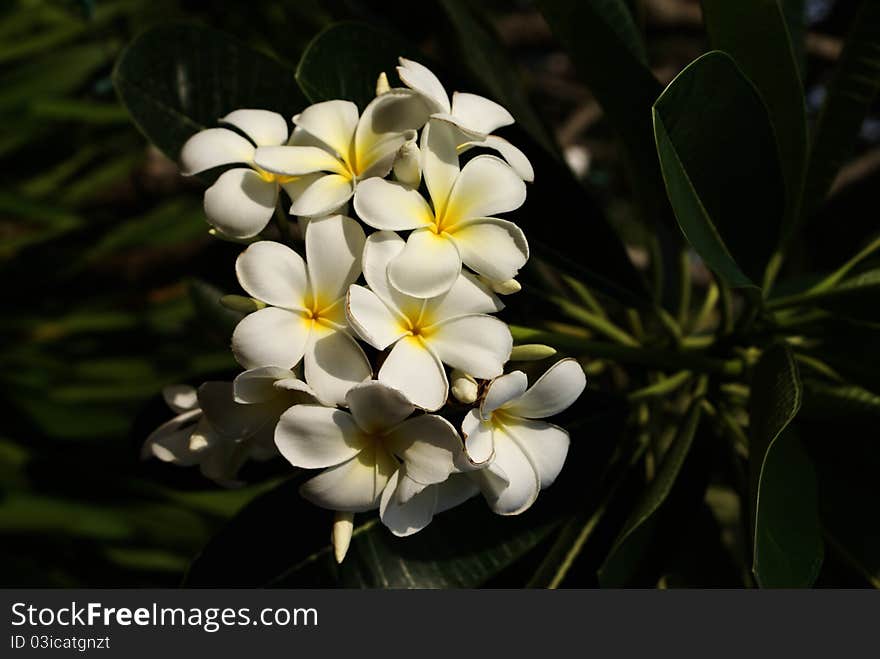 Plumeria Flowers