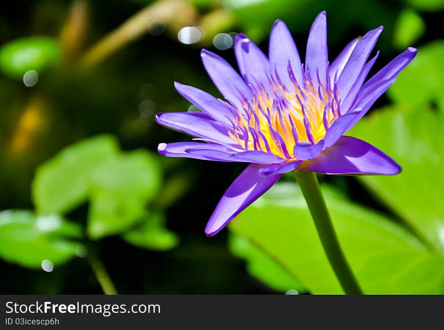 Purple lotus in thailand beautiful