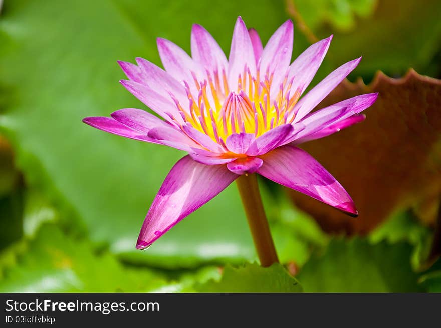 Pink Lotus