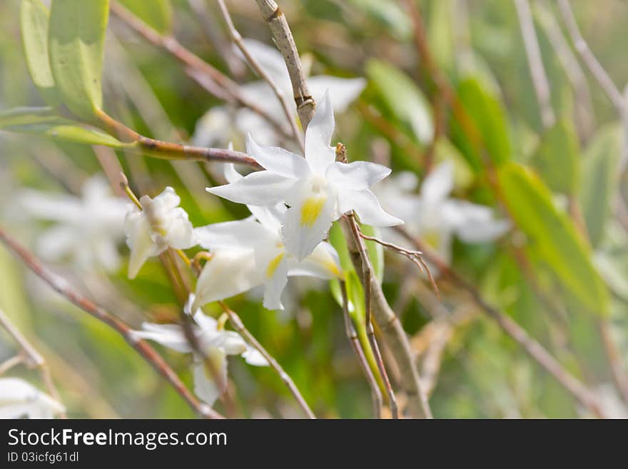 A beautiful white orchid just blooming on its tree. A beautiful white orchid just blooming on its tree.