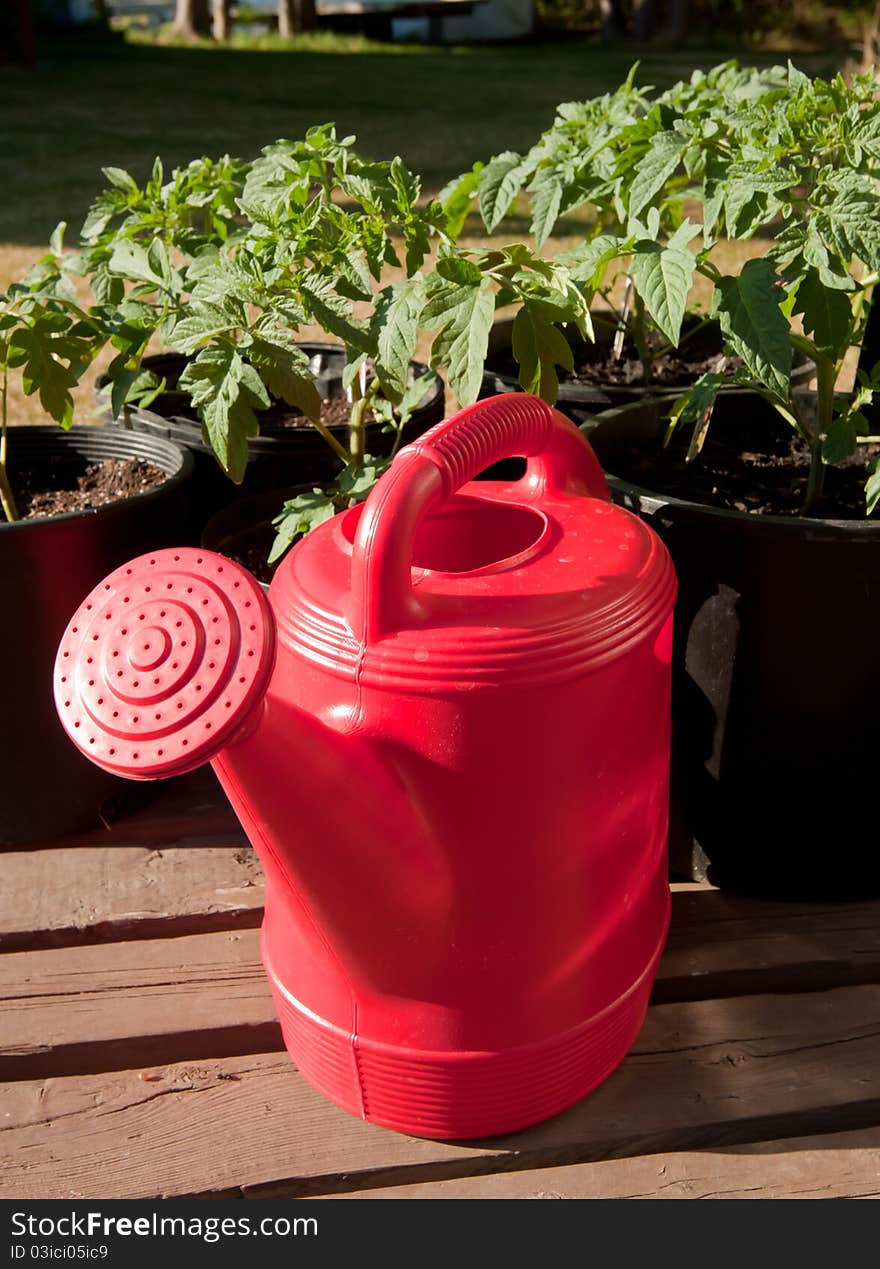 Red watering can in front of tomato plants