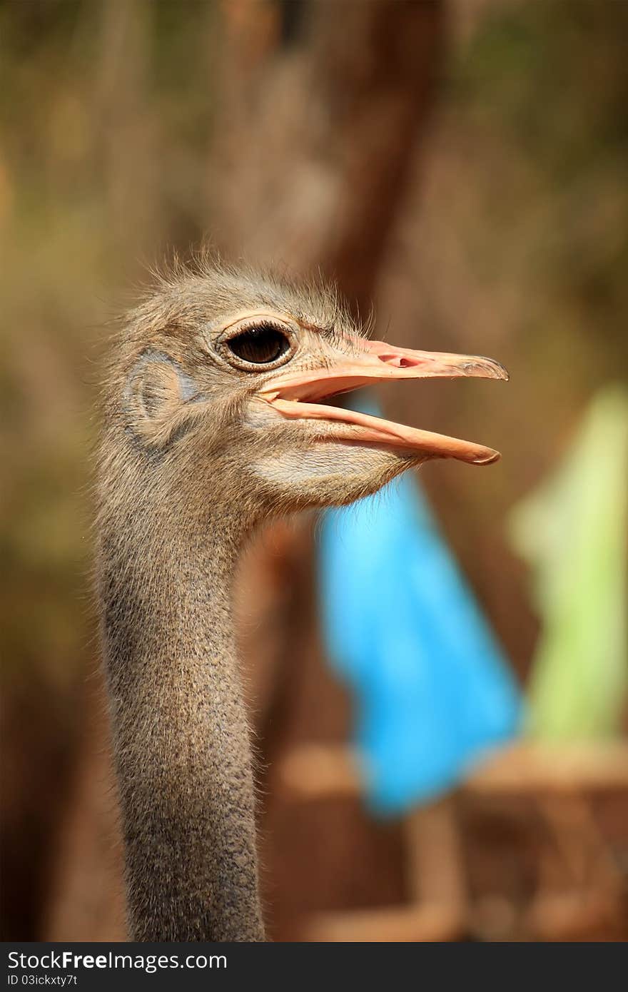 This is a photo of ostrich