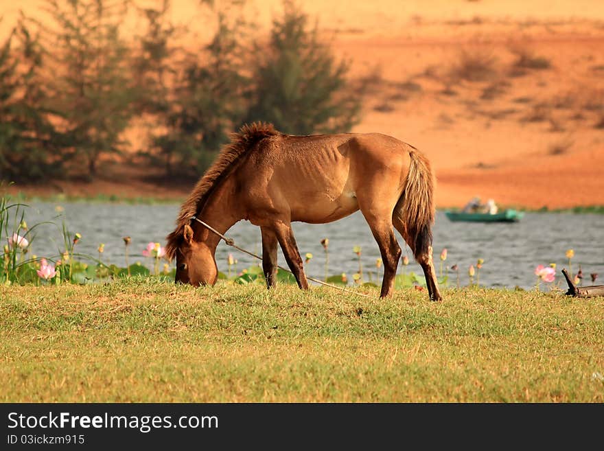 Photo of a horse on meadow