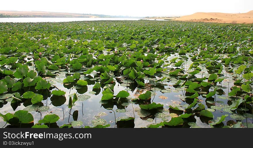 Photo of lotus lake, Vietnam