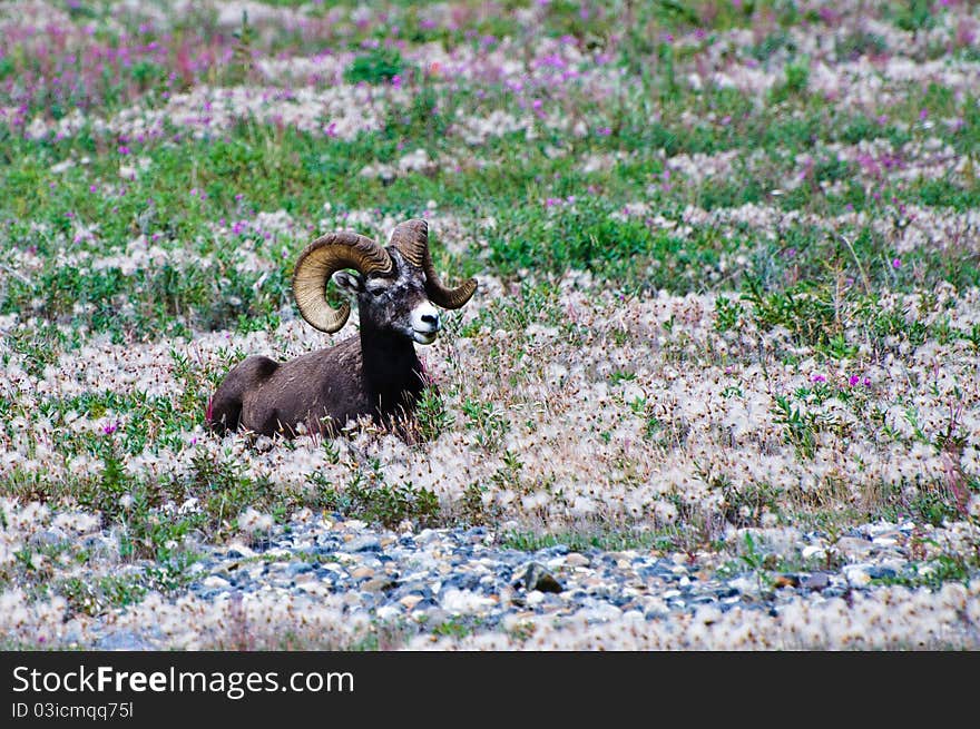 Male Bighorn Sheep with large circular horns. Male Bighorn Sheep with large circular horns