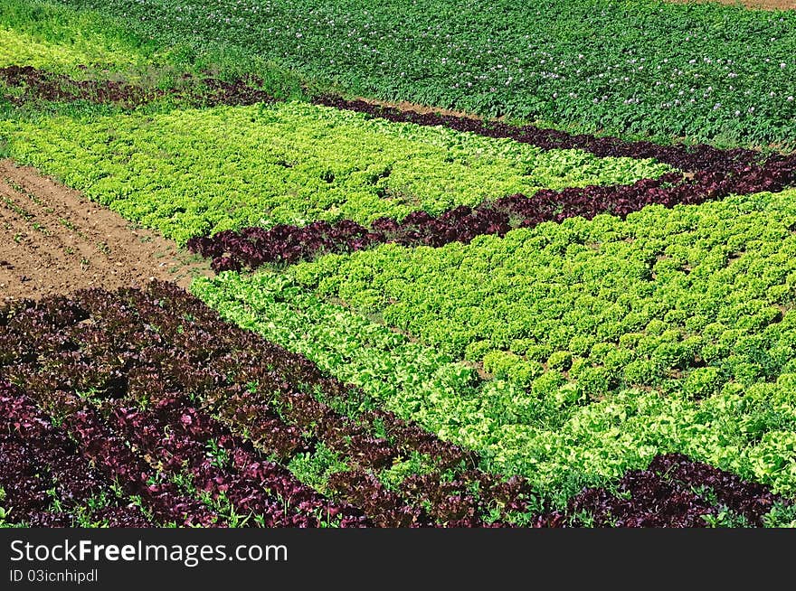 Market Garden