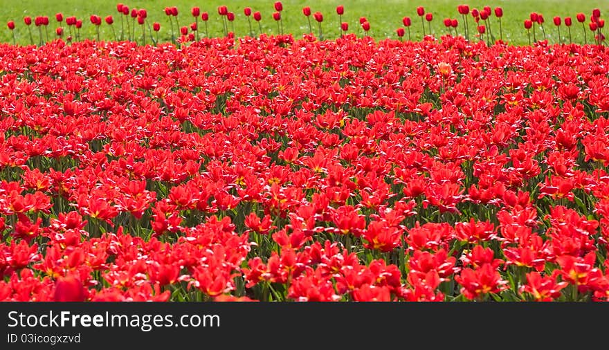 Beautiful red tulips