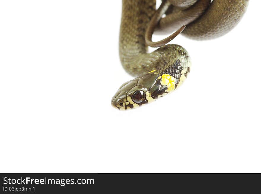 Snake isolated on white background