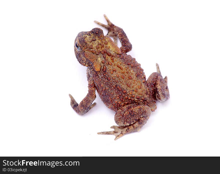 Frog on a white background