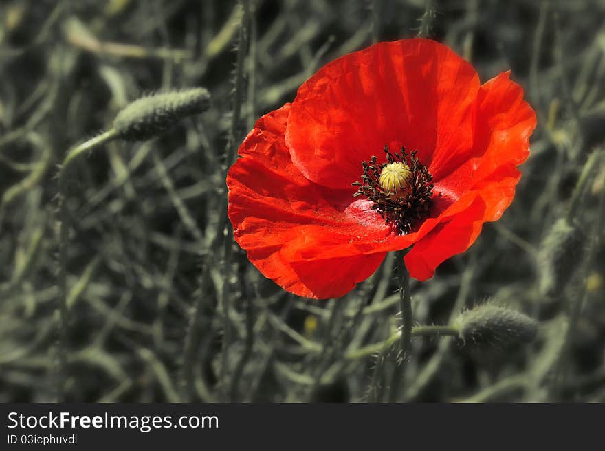 Flower of red weed at field.