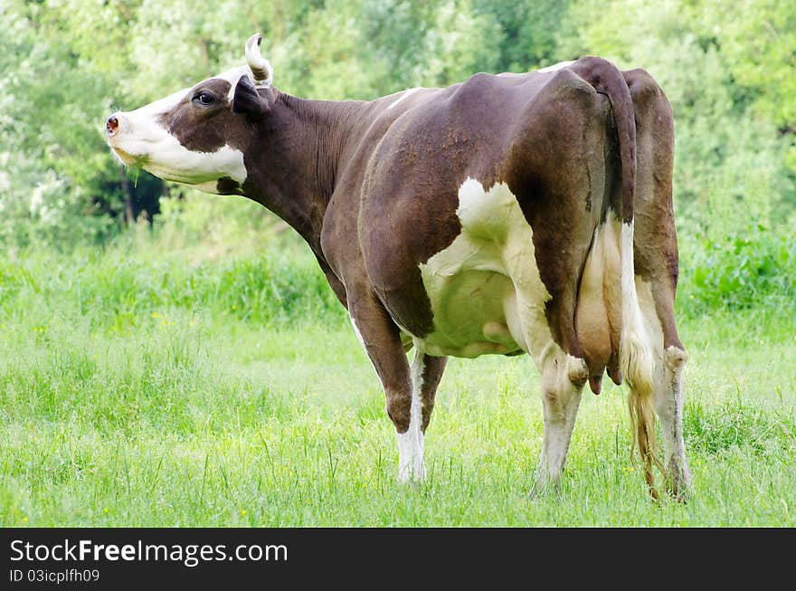 Cows on a green meadow