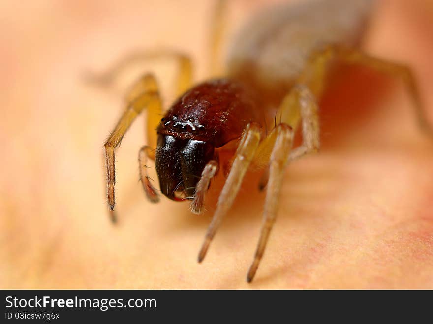 Macro shot of Ground spider (sometimes called Stone or Mouse spider) with beautiful big fangs. Macro shot of Ground spider (sometimes called Stone or Mouse spider) with beautiful big fangs.