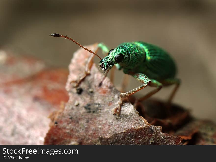 Macro shot of little green bug with big antennas resting on stone.