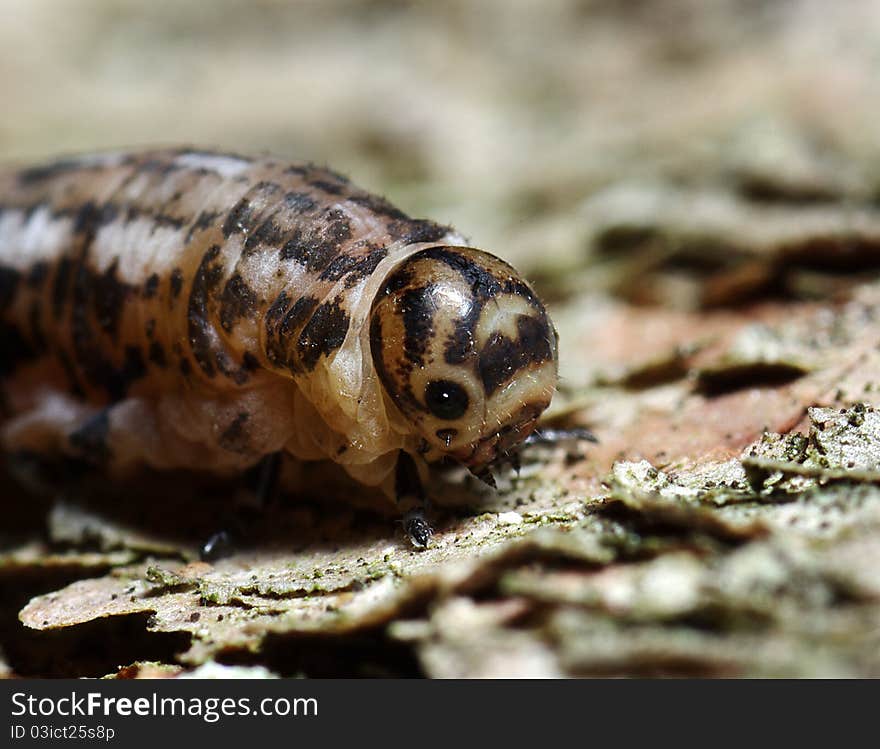 Butterfly larva eating on old trunk.