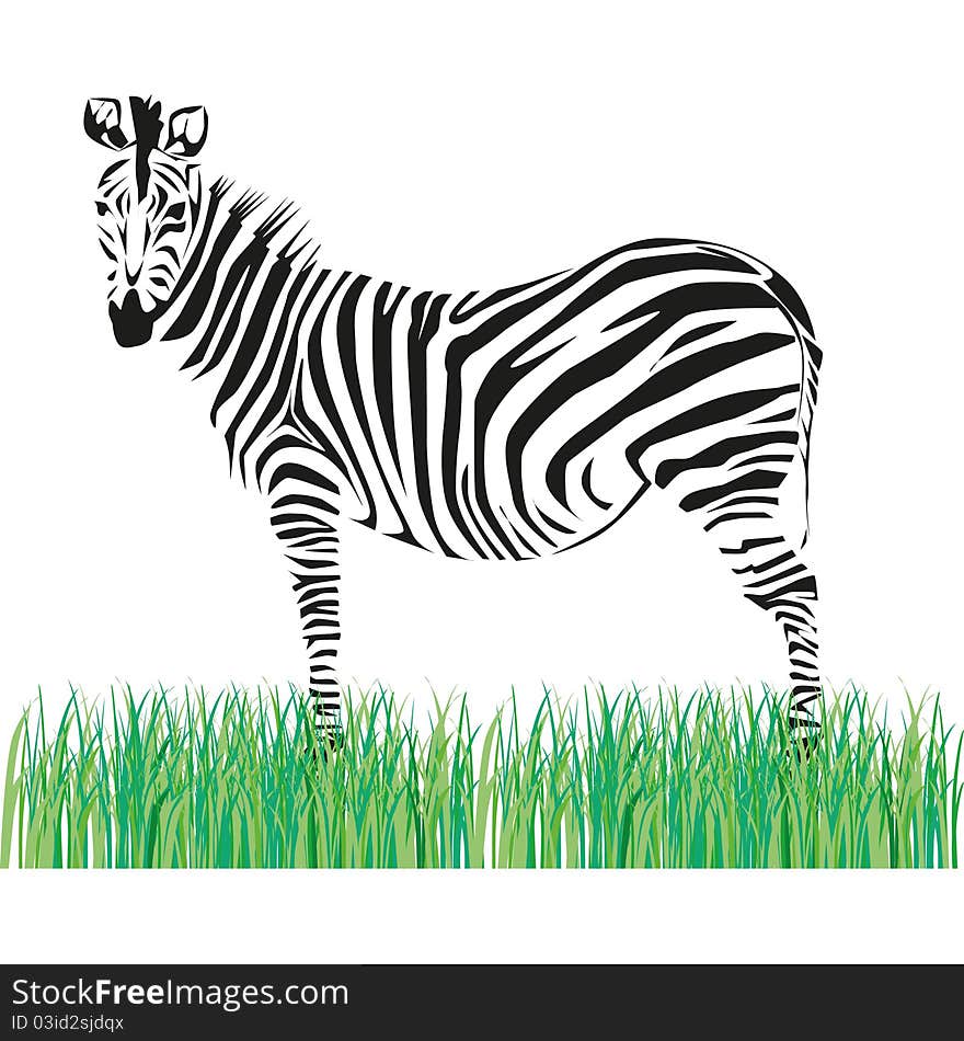 Drawing of a zebra