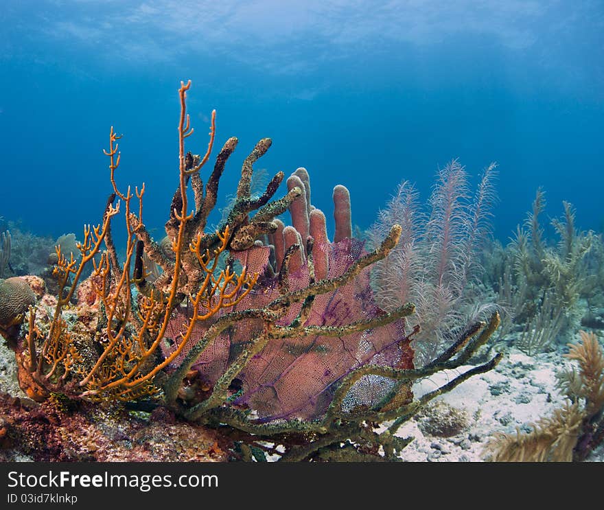 Coral gardens underwater off the coast of Roatan,Honduras