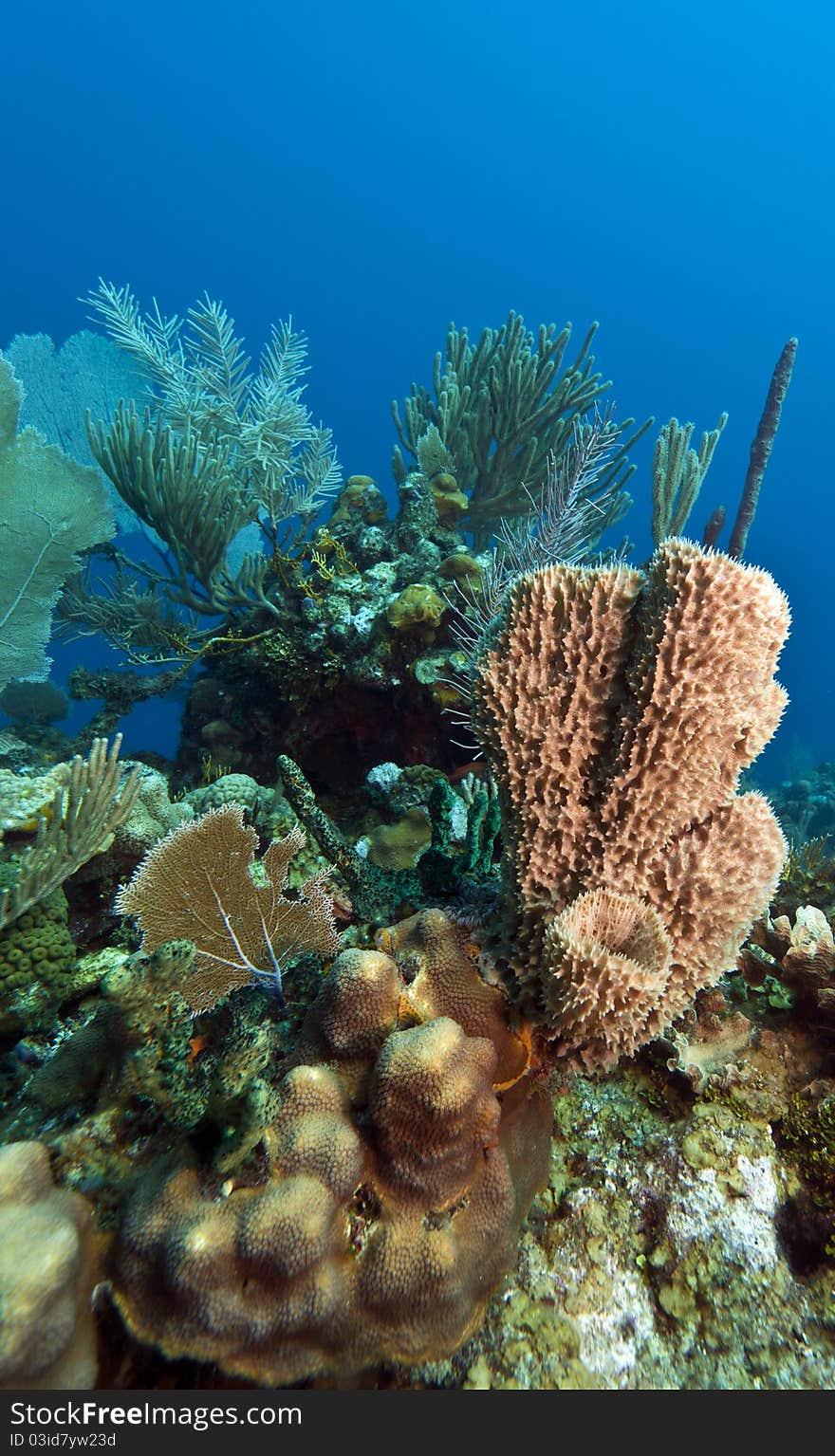 Coral gardens underwater off the coast of Roatan,Honduras