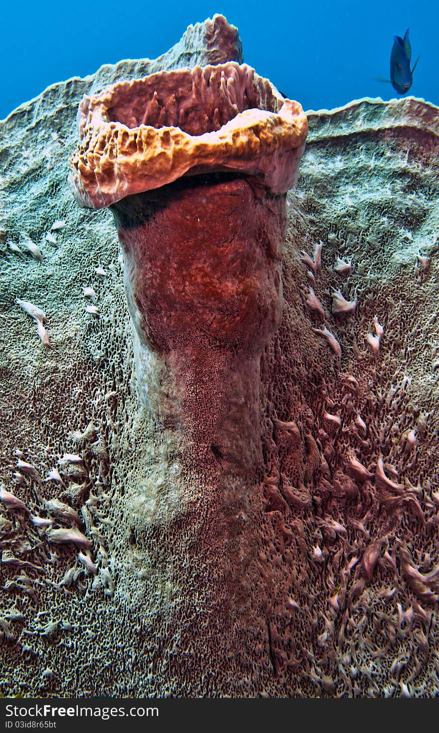 Coral reefs off the coast of Rotaq Honduras with close up of inside of giant barrel sponge. Coral reefs off the coast of Rotaq Honduras with close up of inside of giant barrel sponge