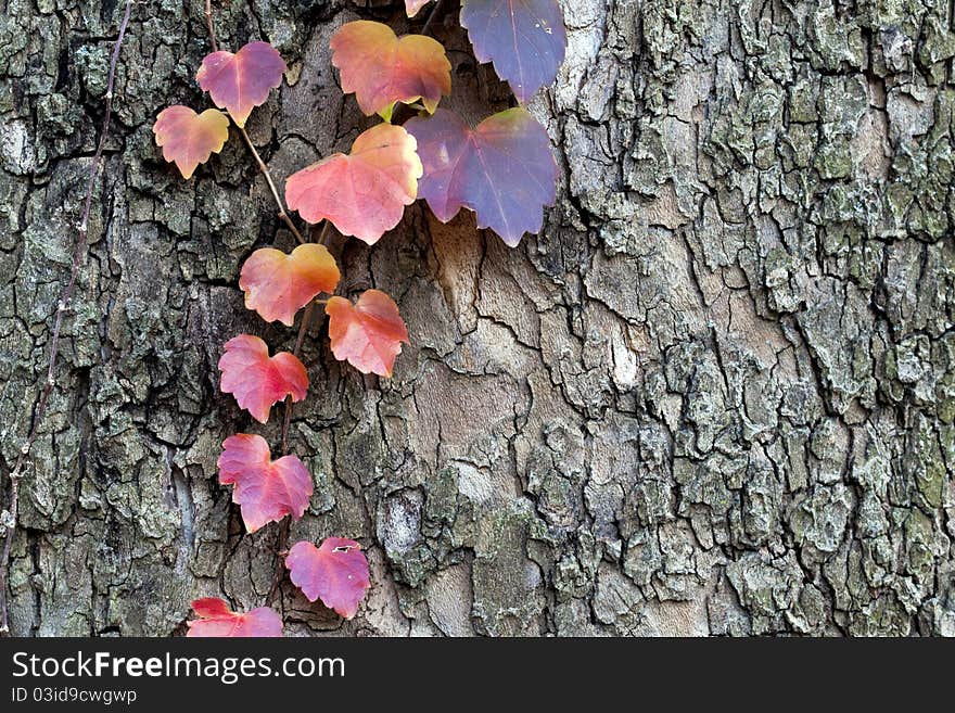 Large tree in Central Park with ivy growing up the trunk with autumn color. Large tree in Central Park with ivy growing up the trunk with autumn color