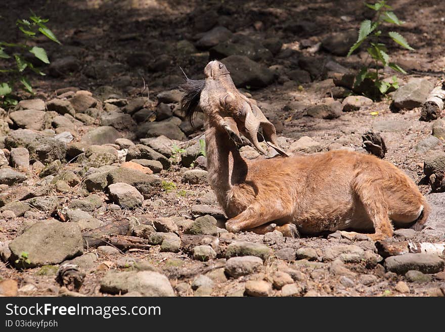 Markhor