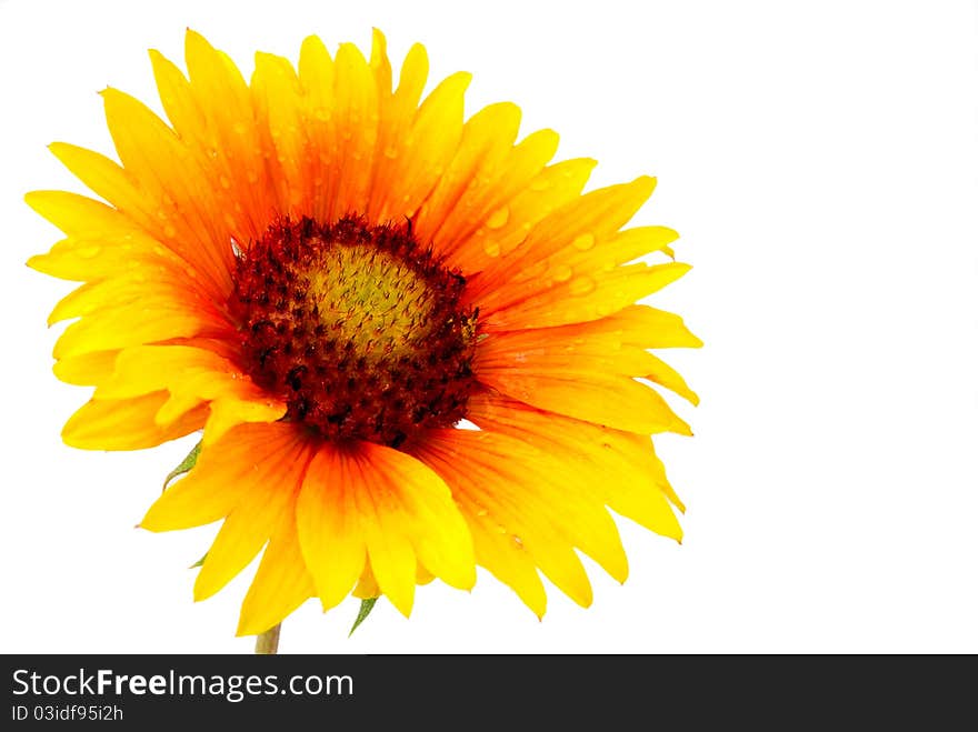 Flower yellow on a white background