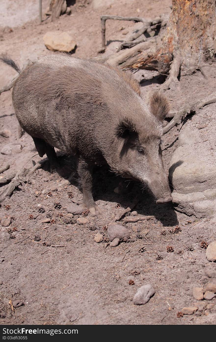 The wild boar (sus scrofa) among the pine cones.