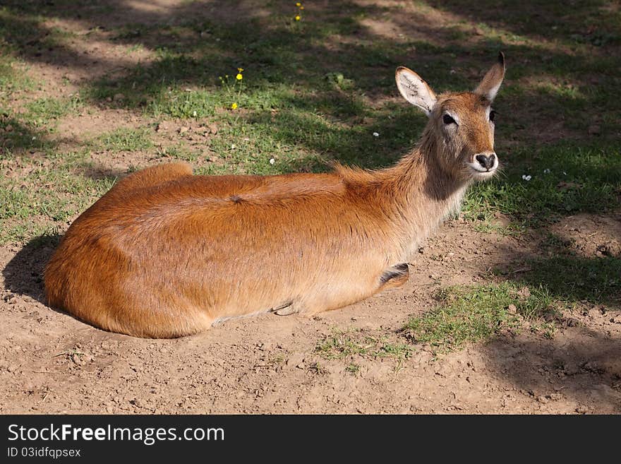 Red lechwe