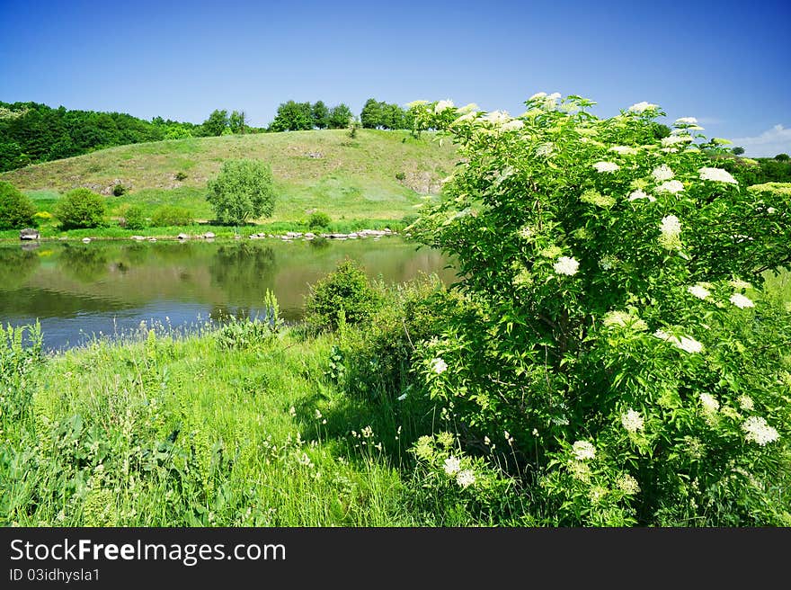 Shrub of lderflower and nice river by summer.