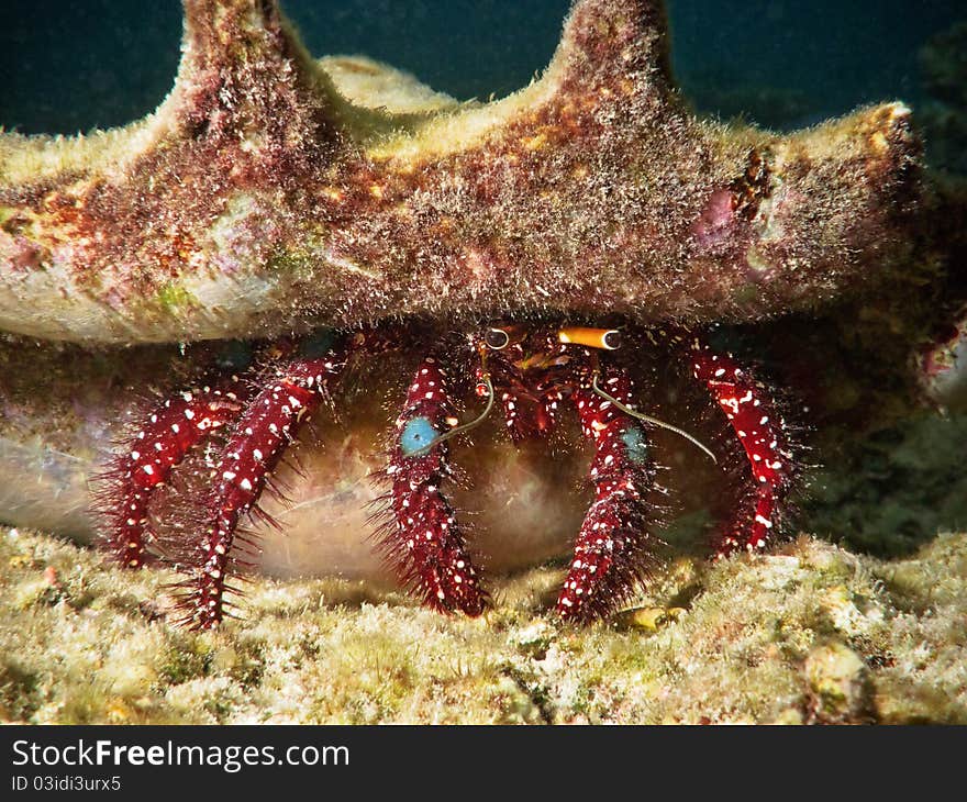 Red and Blue hermit crab